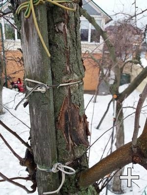 Изображение привязанного к дереву в саду скворечника