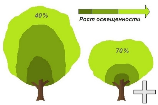 Увеличение освещенности кроны плодового дерева после обрезки
